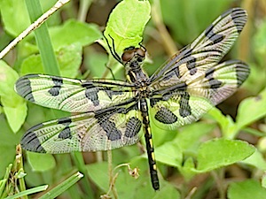 Banded Pennant - Celithemis fasciata